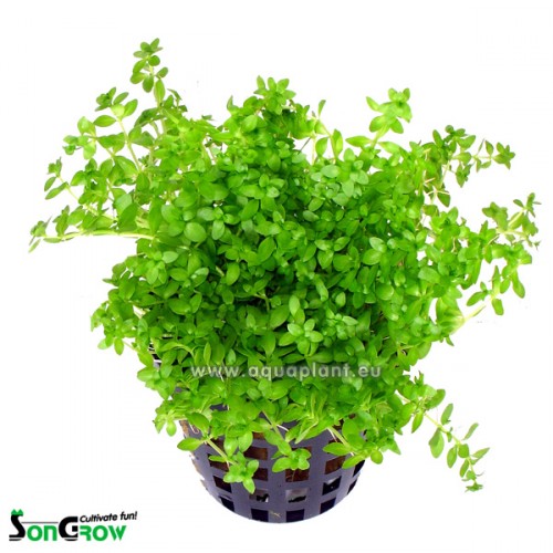 Micranthemum micranthemoides pot
